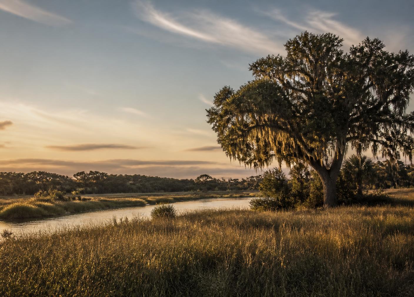 Florida landscape